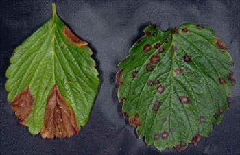 سوختگی فوموپسیسی برگ توت فرنگی